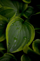 Leaf