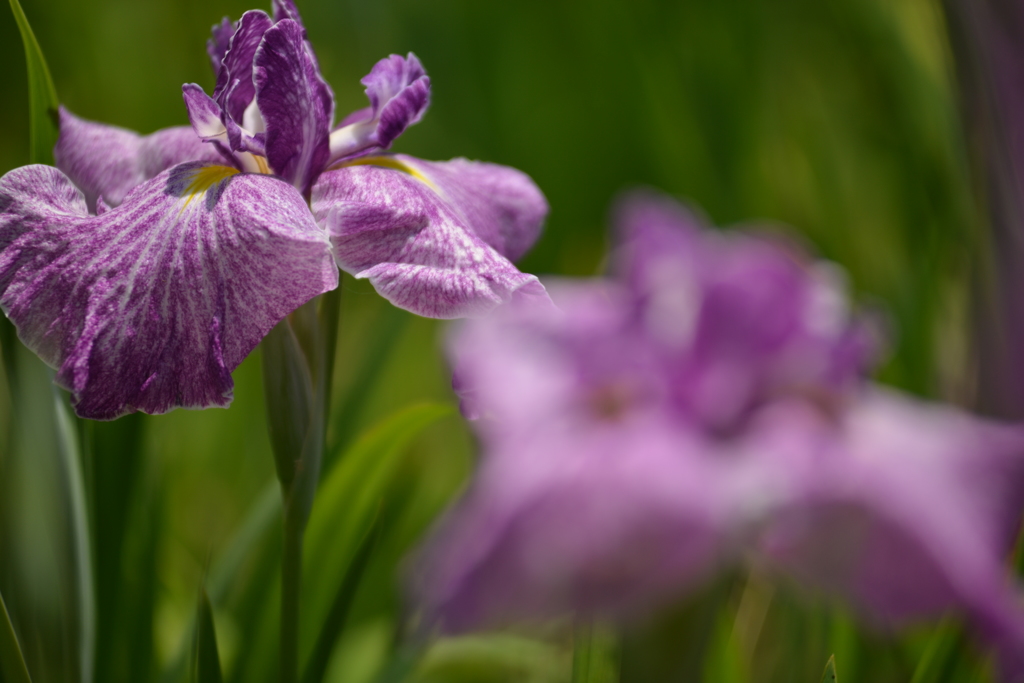 花菖蒲