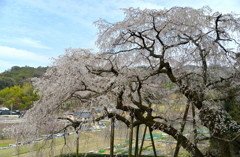 枝垂れ桜