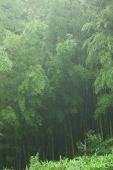 霧がかりの竹林