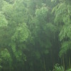 霧がかりの竹林