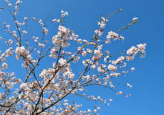 青空桜