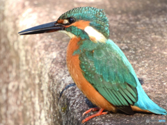 カワセミ