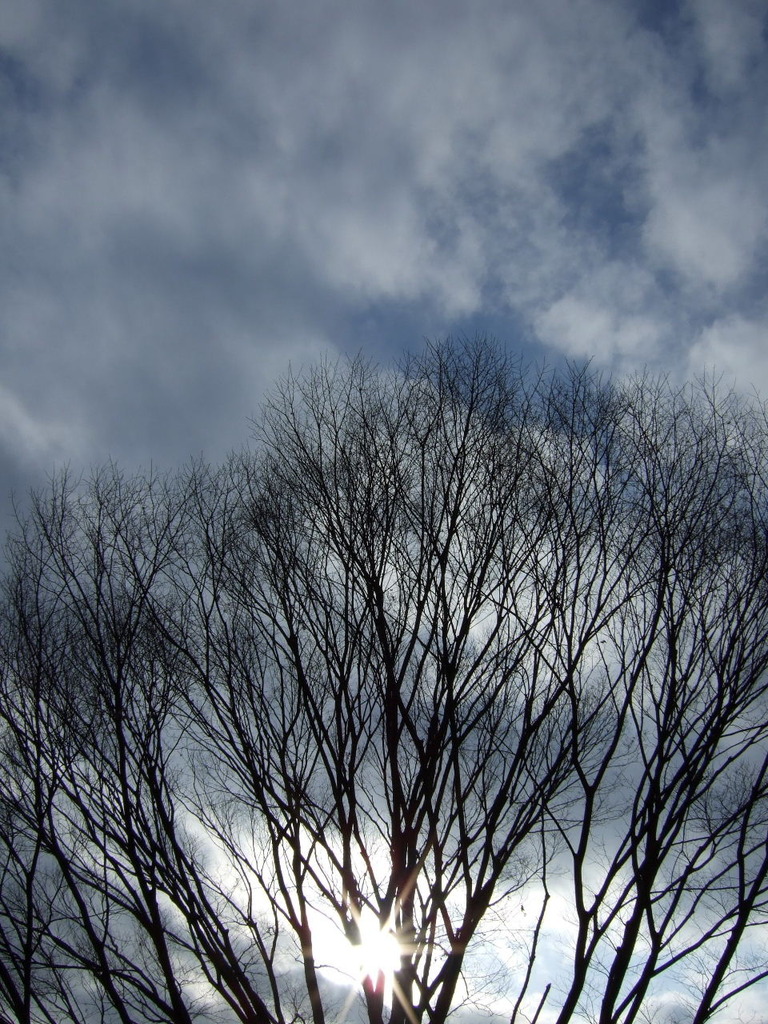 木と空