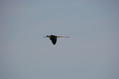 セイタカシギの飛翔