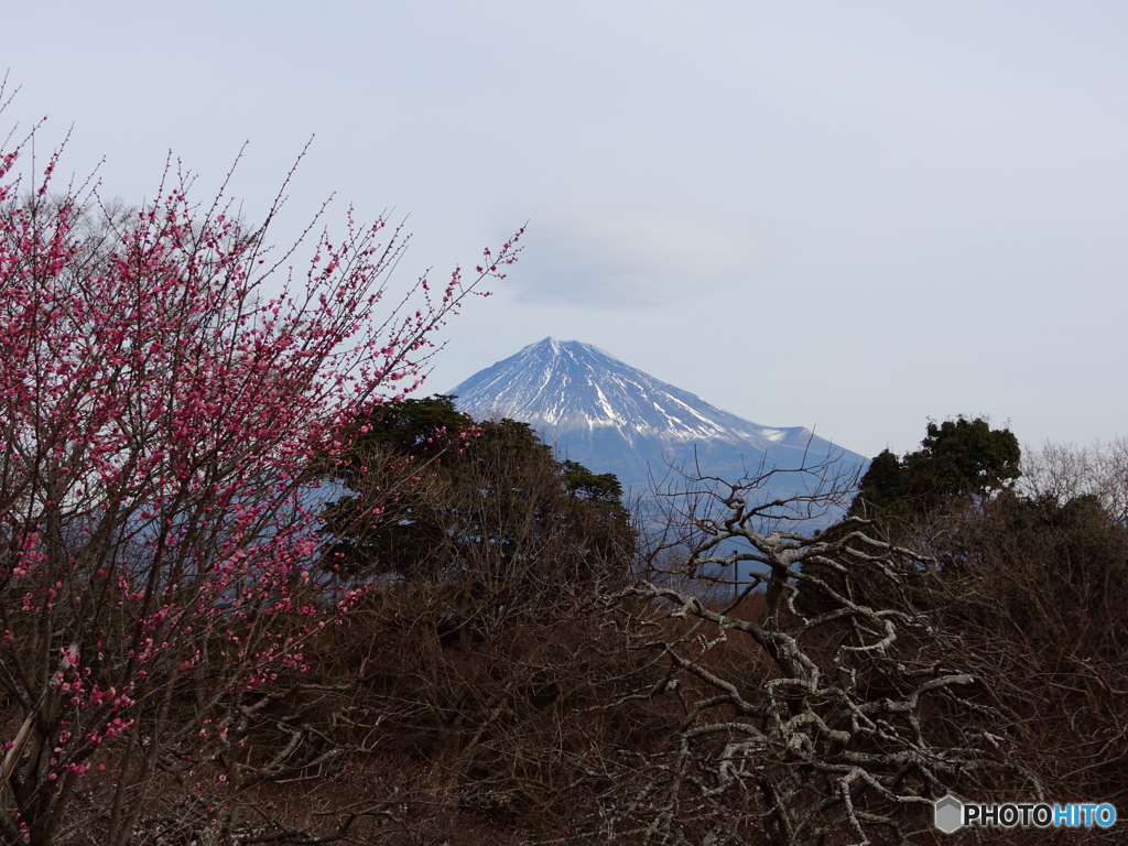 梅と富士山