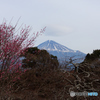 梅と富士山