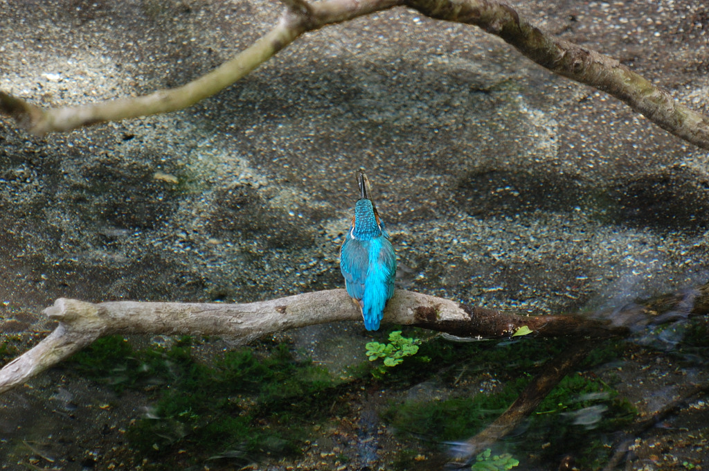 カワセミ