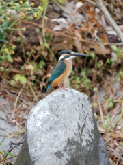 カワセミ（クロップ）