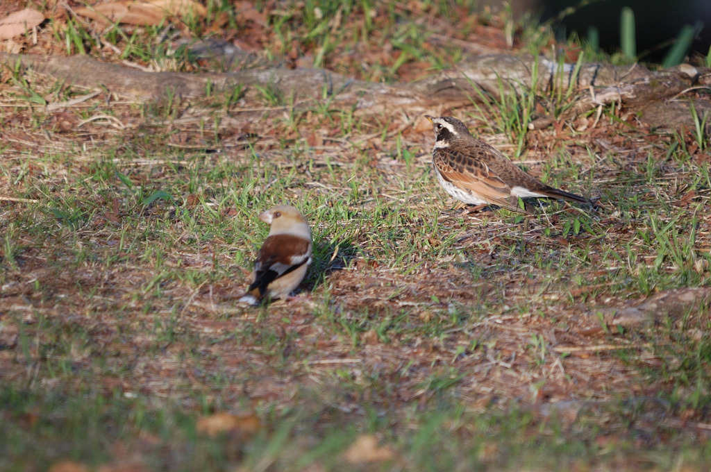 シメとツグミ