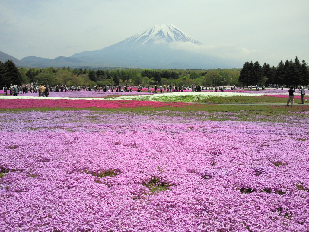 富士芝桜まつり