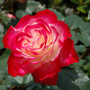 薔薇