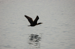 川鵜の飛翔
