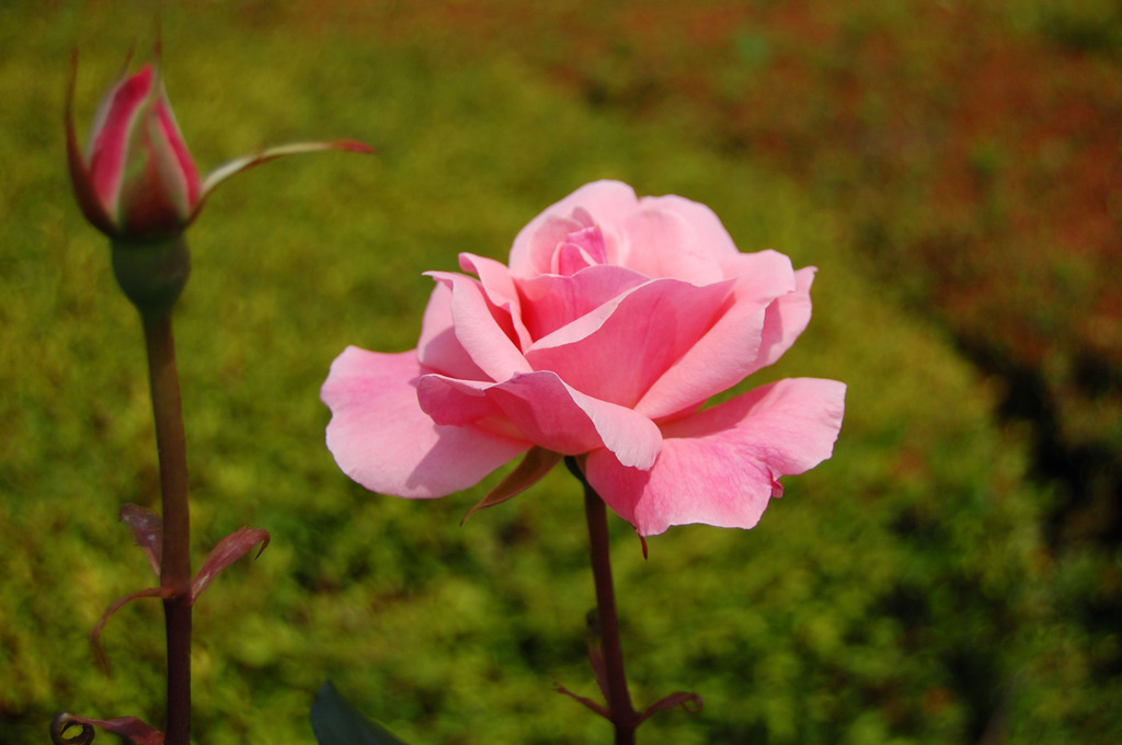 薔薇