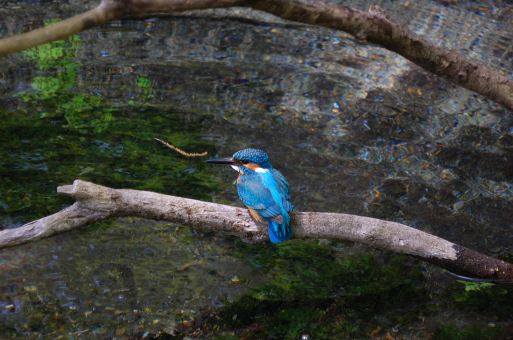 カワセミ