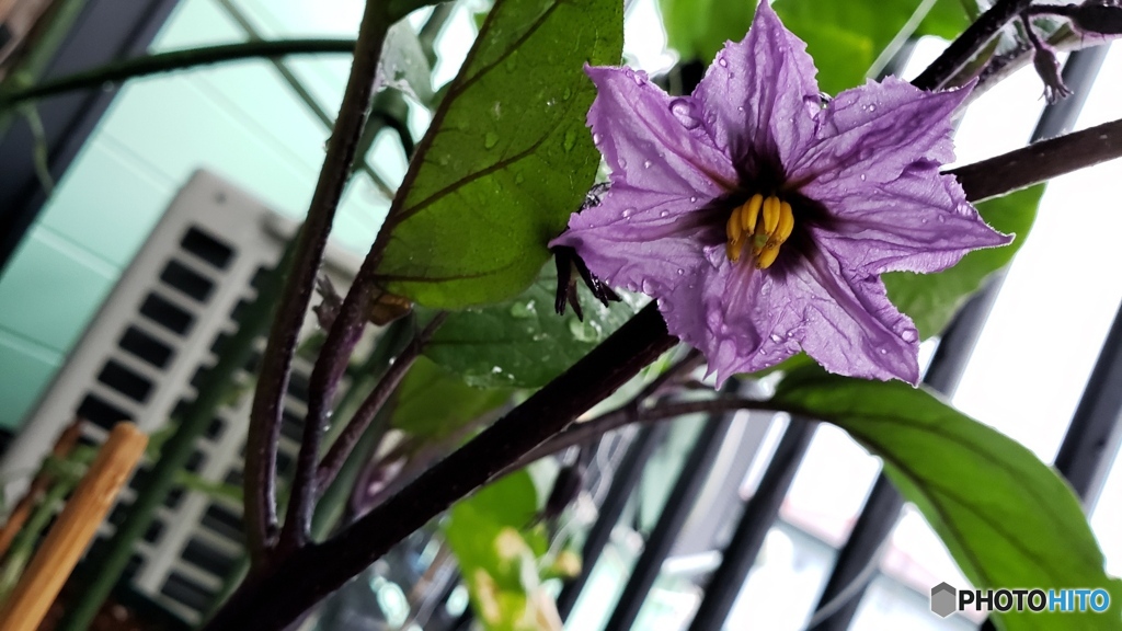 ナスの花