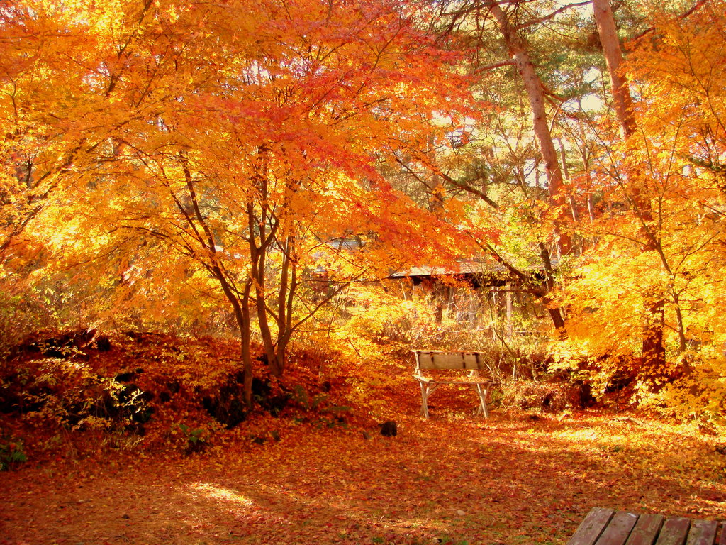 fall4