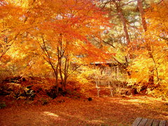 fall4