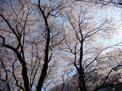 空桜