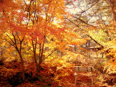 fall1