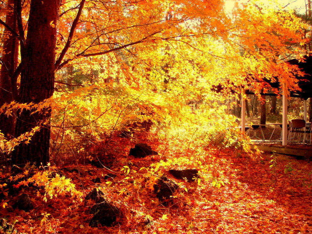 紅葉2