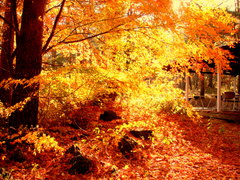 紅葉2