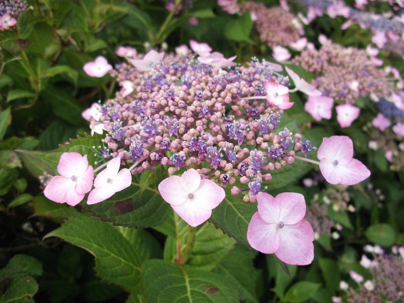 紫陽花