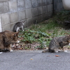 親子で