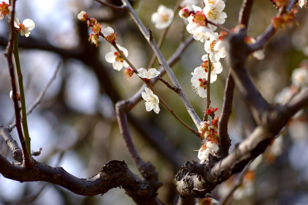 桜？梅？