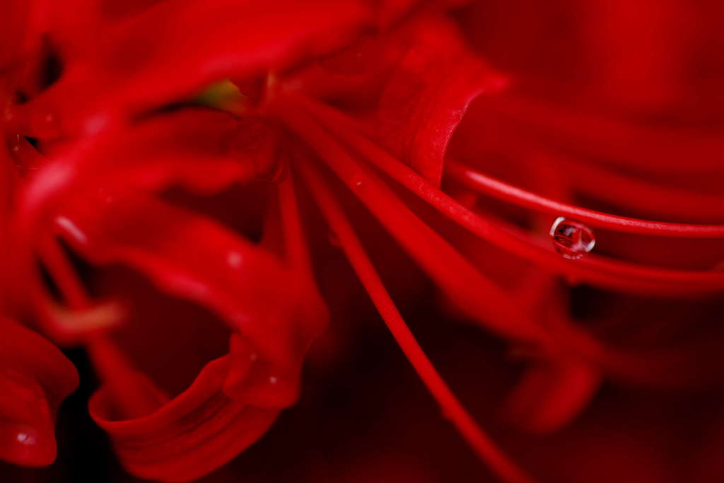 曼珠沙華の抱く一滴