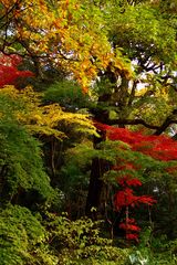 森の紅葉