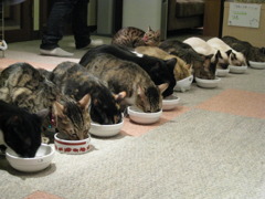 お食事レース－猫カフェにて