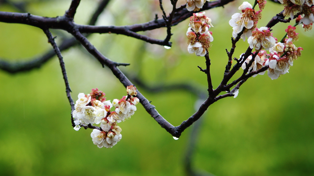 桜と雨