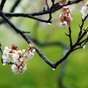 桜と雨