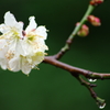 桜と雨