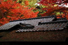 屋根の上の秋