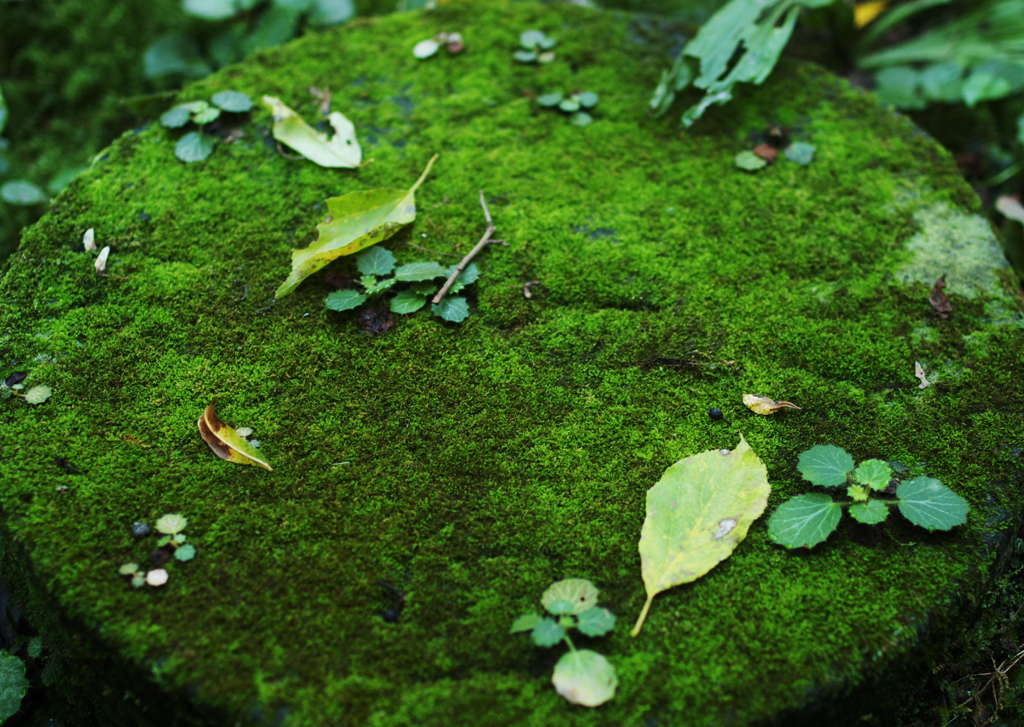 苔の円卓