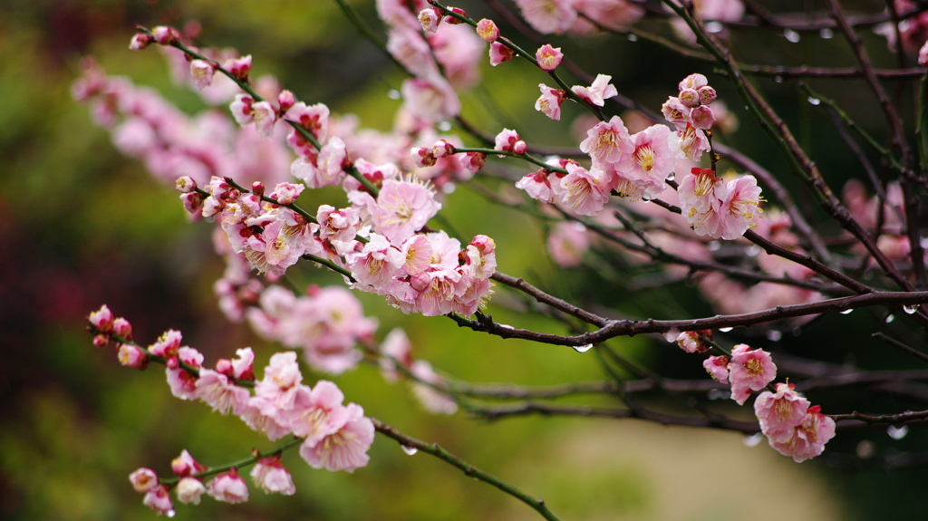 桜と雨