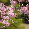 桜と雨