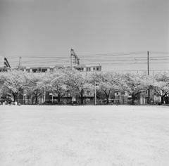 Sakura Train