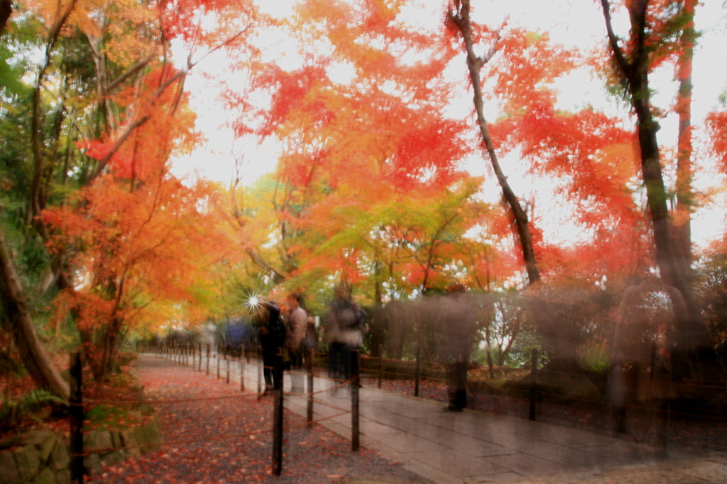 粟生光明寺　紅葉道