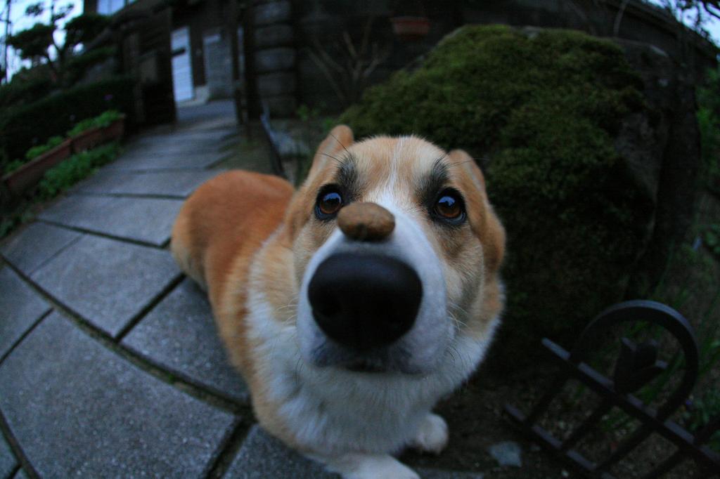 そこに乗っけたら食べられないよ～(^_^;)