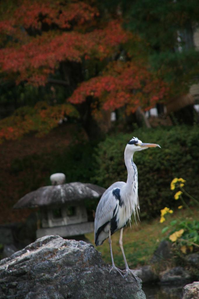 円山公園・青鷺