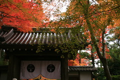 粟生光明寺　紅葉道