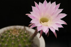 サボテンの花