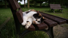 お昼寝ねこ
