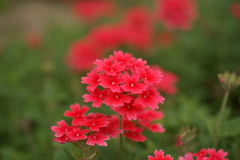 赤い花