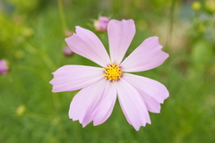 ピンクの花