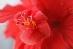 大きな花