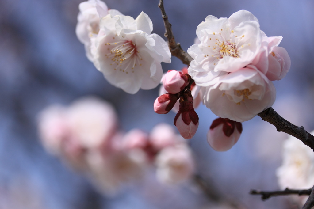 梅の花